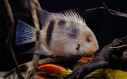 Cichlid panda uaru — 14